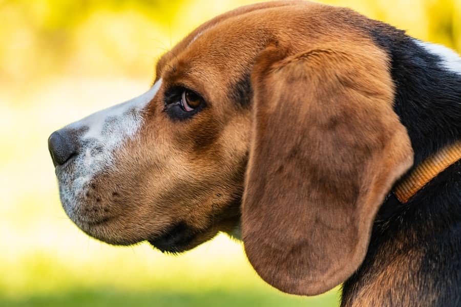 efterskrift Forklaring kone Stresset hund - Guide til at afhjælpe stress hos din hund - Vi Elsker Dyr