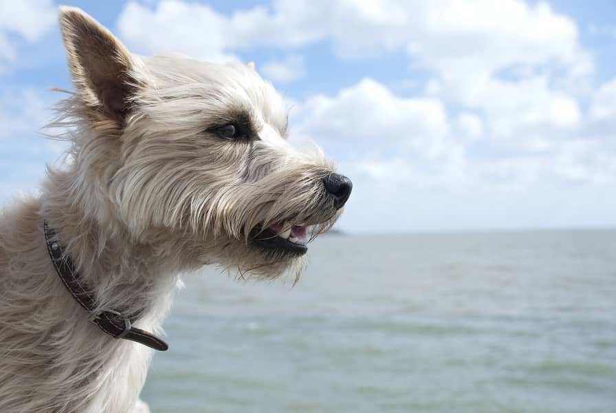 Terrier - Foder til hunden fra det skotske højland - Vi Elsker Dyr