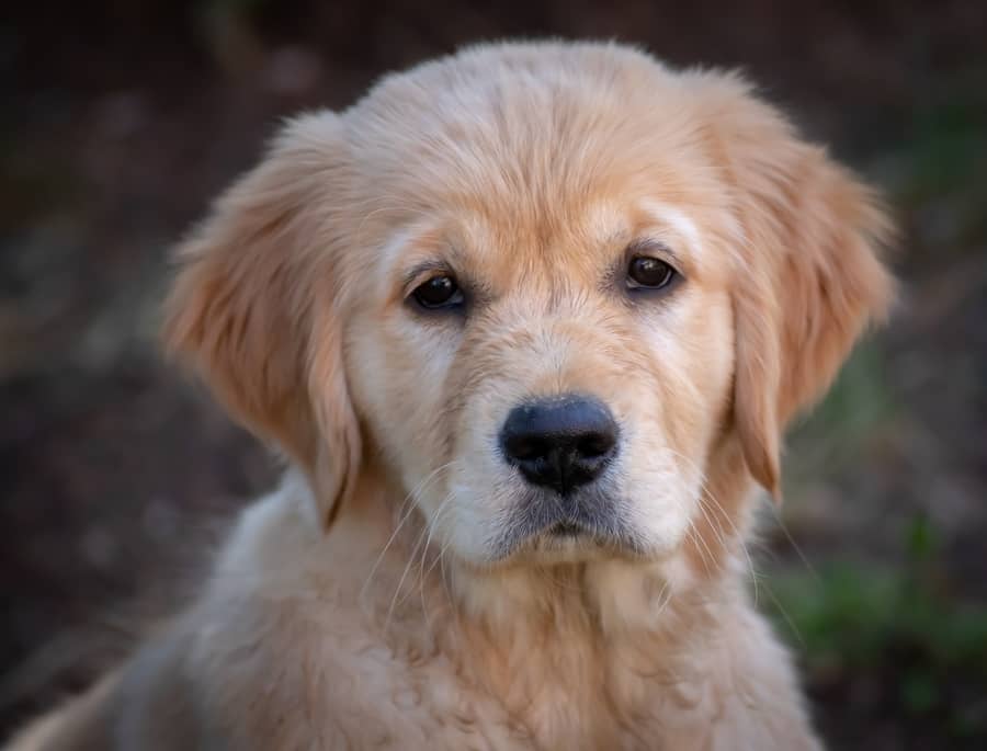 organ Ødelægge Nominering Golden Retriever - Find det gyldne foder til din hund - Vi Elsker Dyr