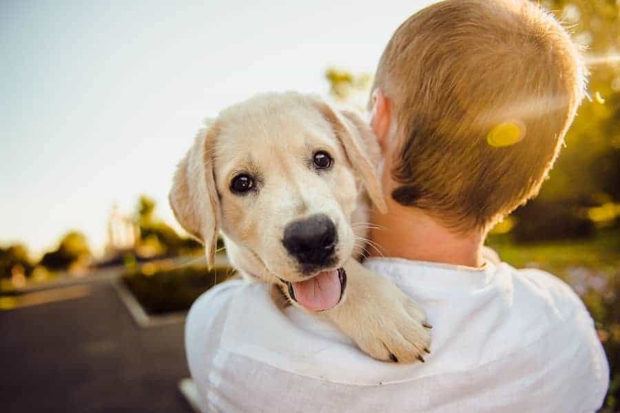 undersøgelse Orator Foresee Hundeforsikring - Guide til den helt rigtige forsikring af din hund - Vi  Elsker Dyr