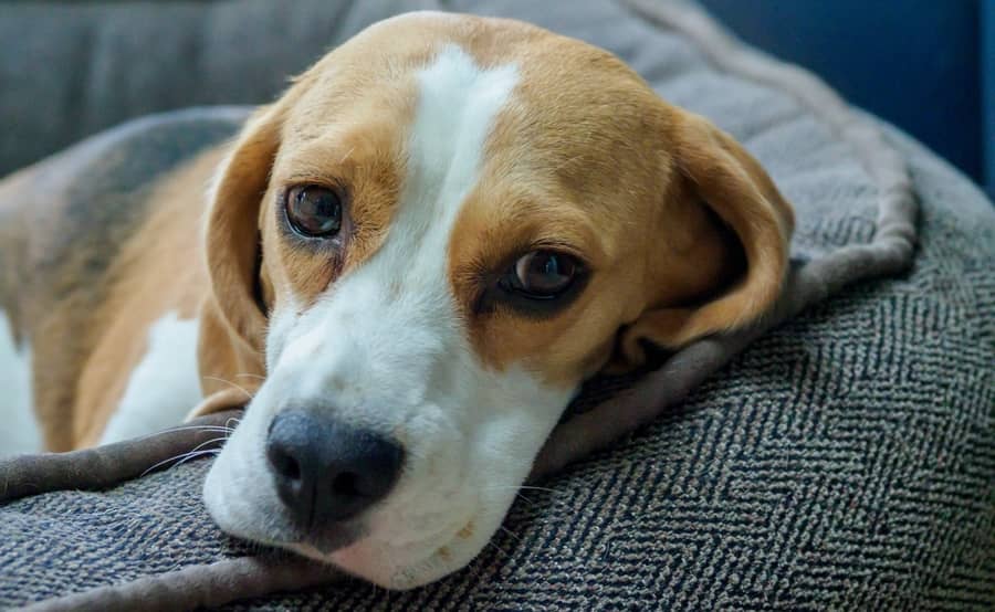 Beagle Foder Til Den Flotte Udstillingshund Vi Elsker Dyr