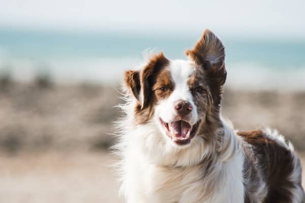 Border Collie - Hundefoder til den kloge hyrdehund Vi Elsker Dyr